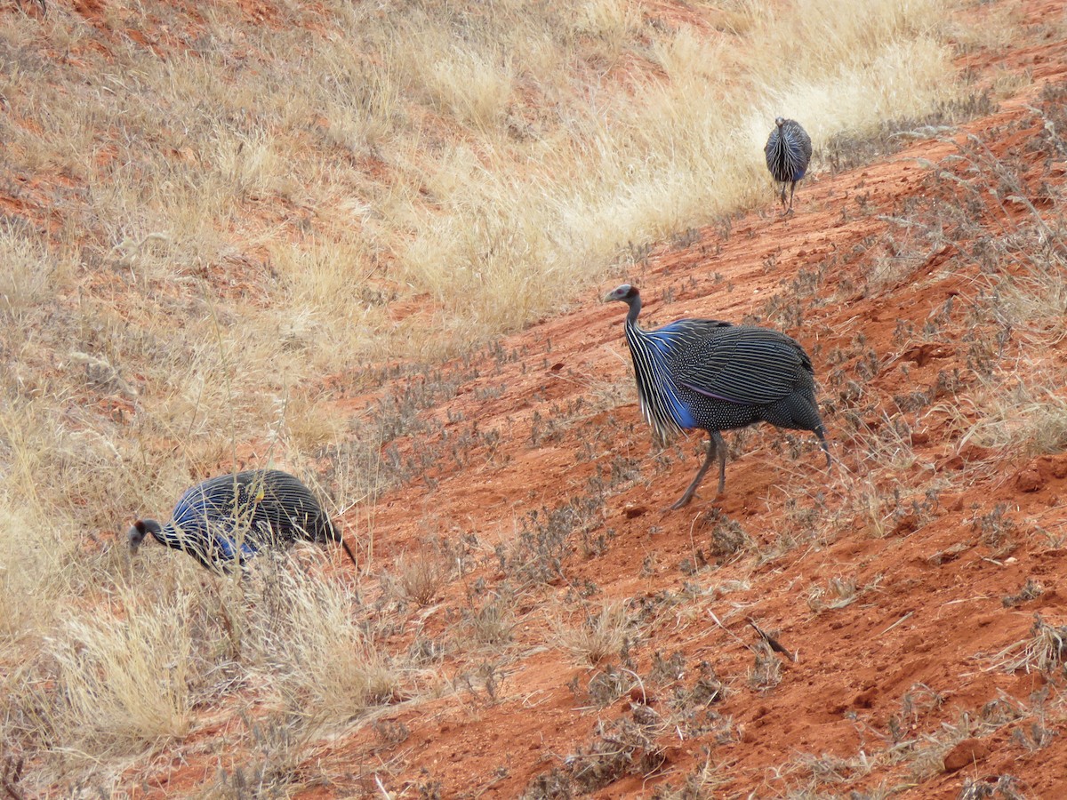 Vulturine Guineafowl - ML623343032