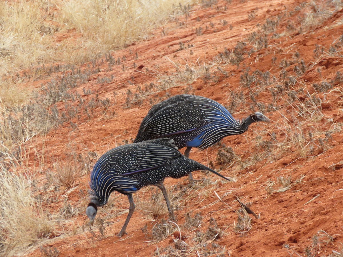 Vulturine Guineafowl - ML623343039