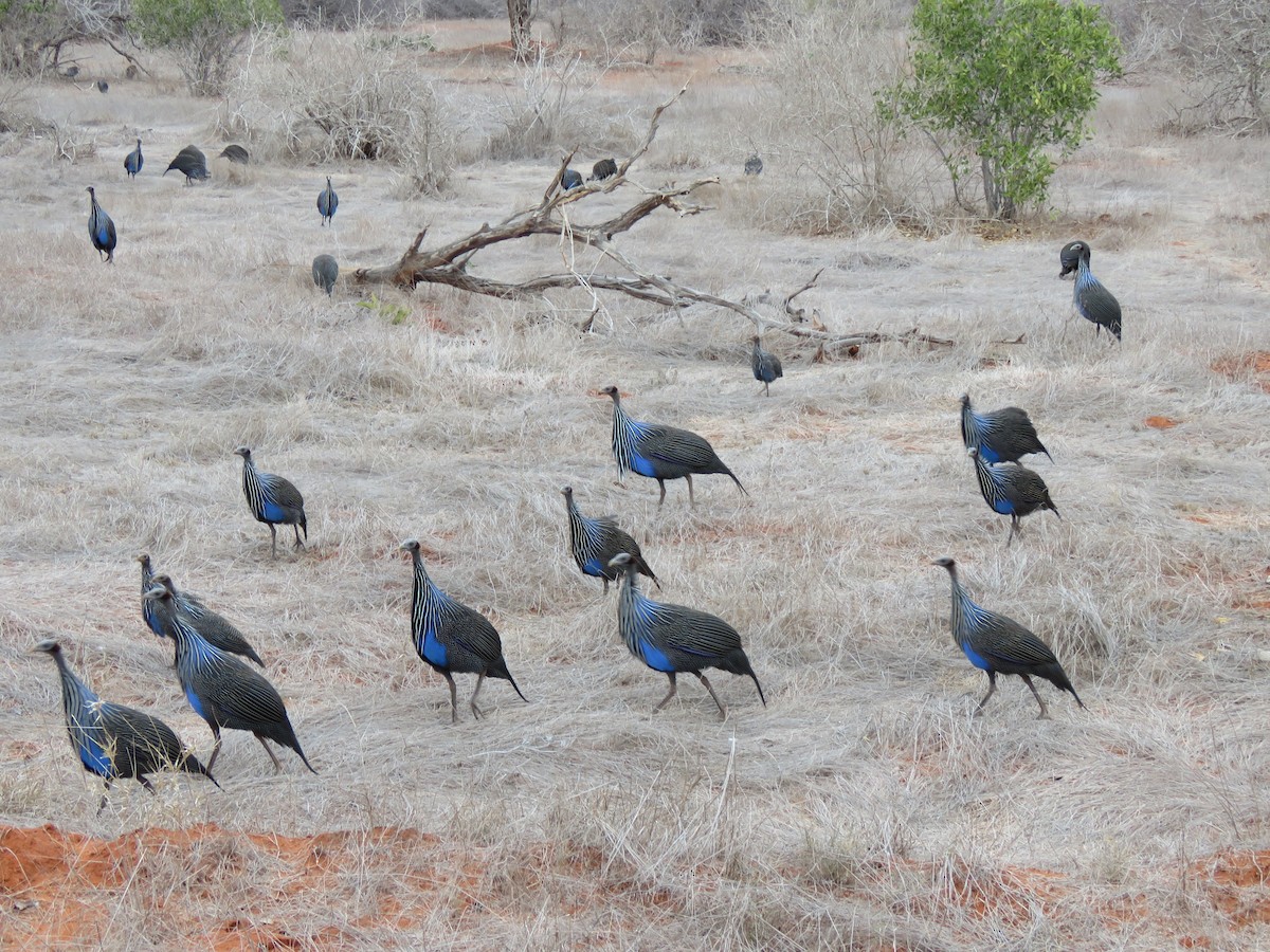 Vulturine Guineafowl - ML623343061