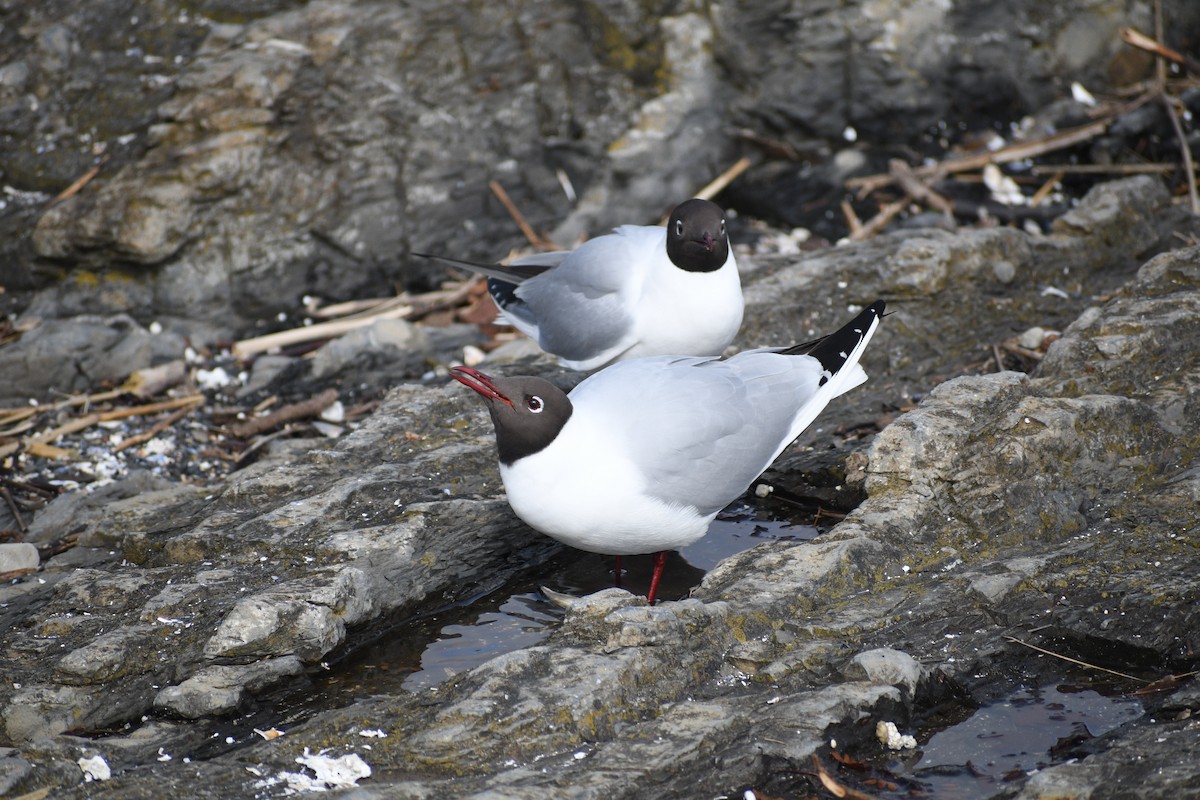 Mouette rieuse - ML623343063