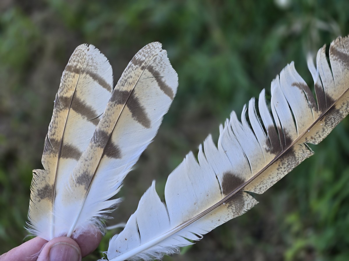 American Barn Owl - ML623343091