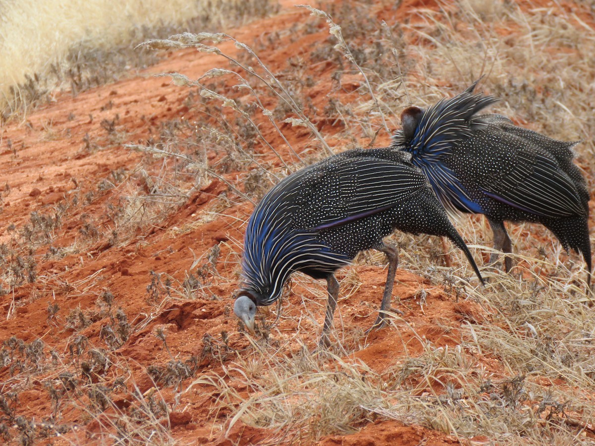 Vulturine Guineafowl - ML623343092