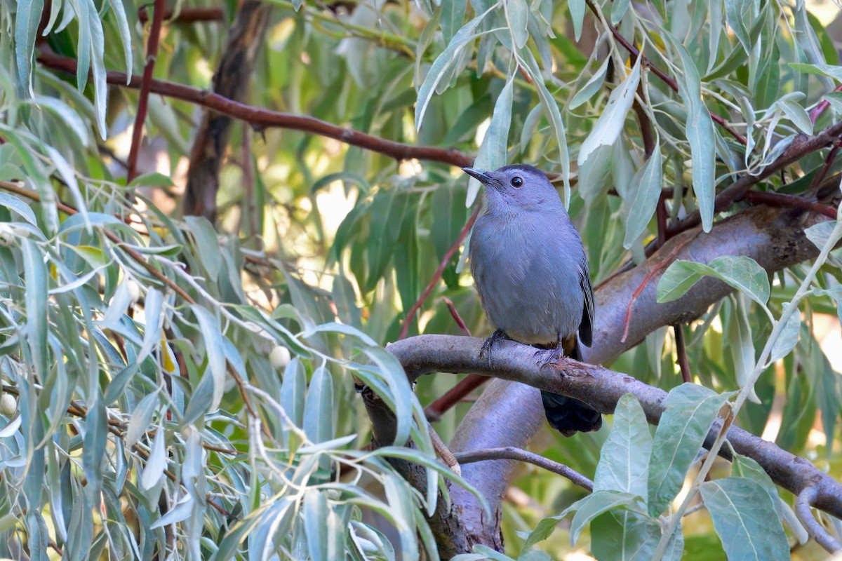 Pájaro Gato Gris - ML623343096