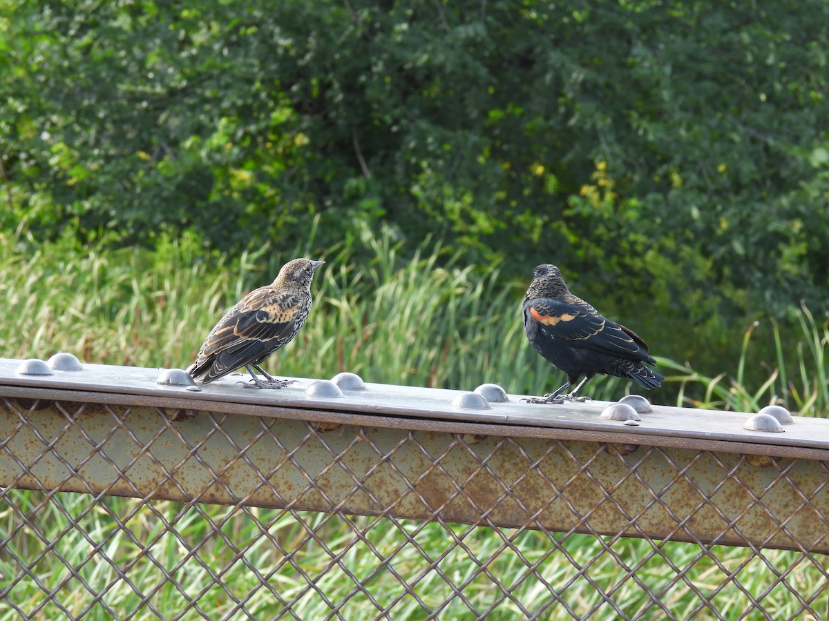 Red-winged Blackbird (Red-winged) - ML623343125