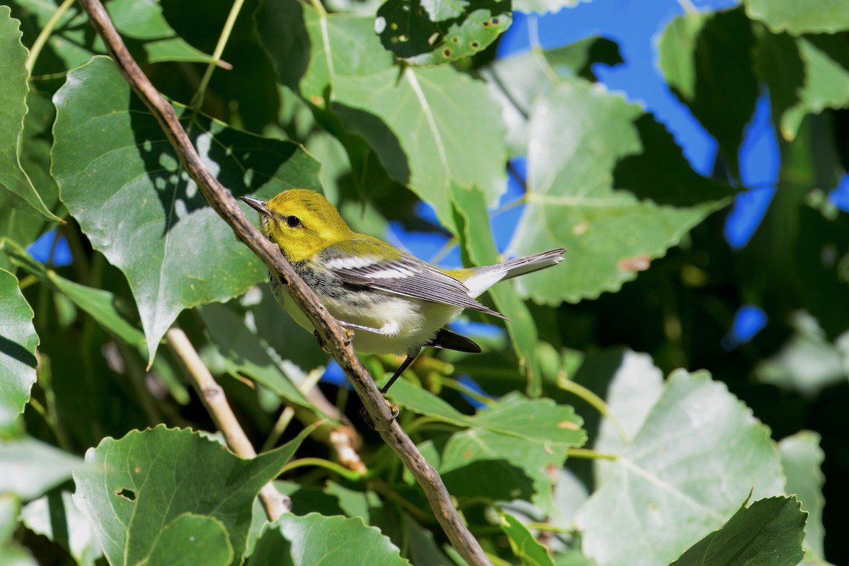 Black-throated Green Warbler - ML623343126