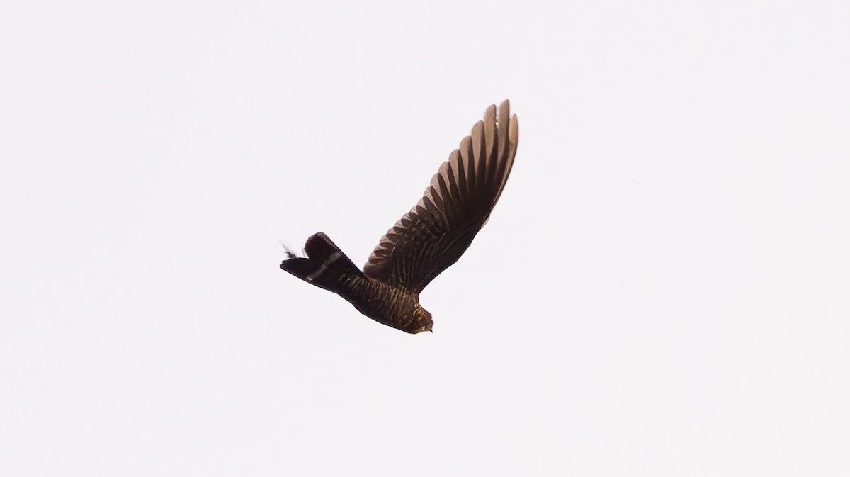 Band-tailed Nighthawk - David Barton