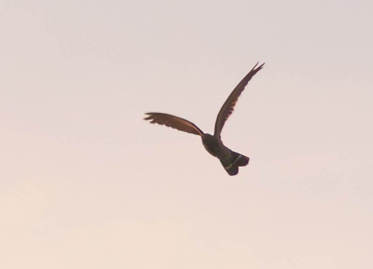 Band-tailed Nighthawk - David Barton