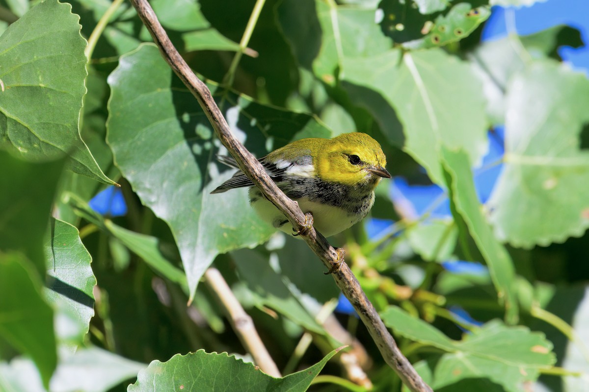 Black-throated Green Warbler - ML623343150