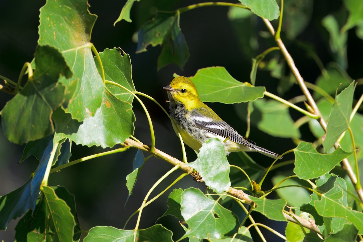 Black-throated Green Warbler - ML623343155