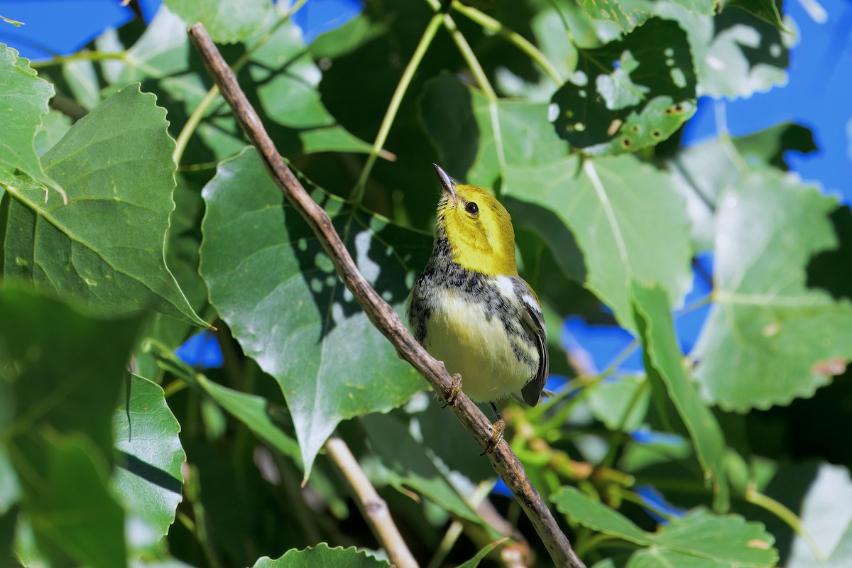 Black-throated Green Warbler - ML623343158