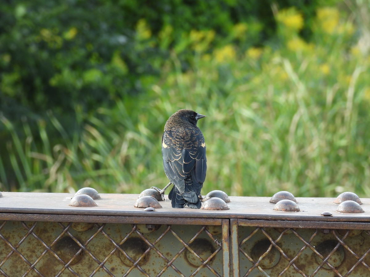 Red-winged Blackbird (Red-winged) - ML623343160