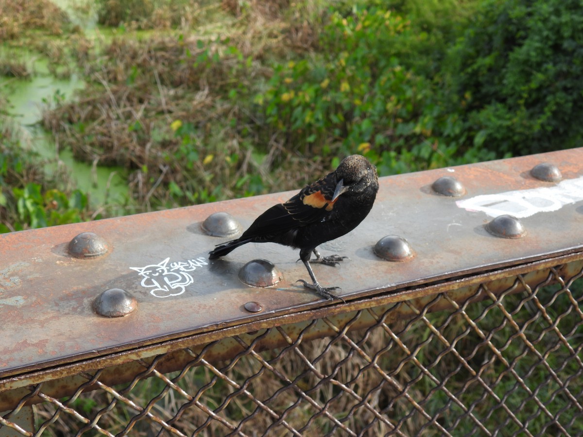 Red-winged Blackbird (Red-winged) - Liren Varghese