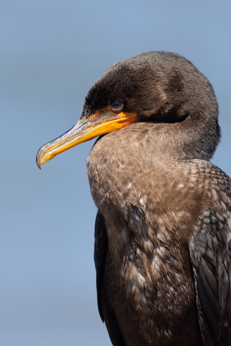 Double-crested Cormorant - ML623343191