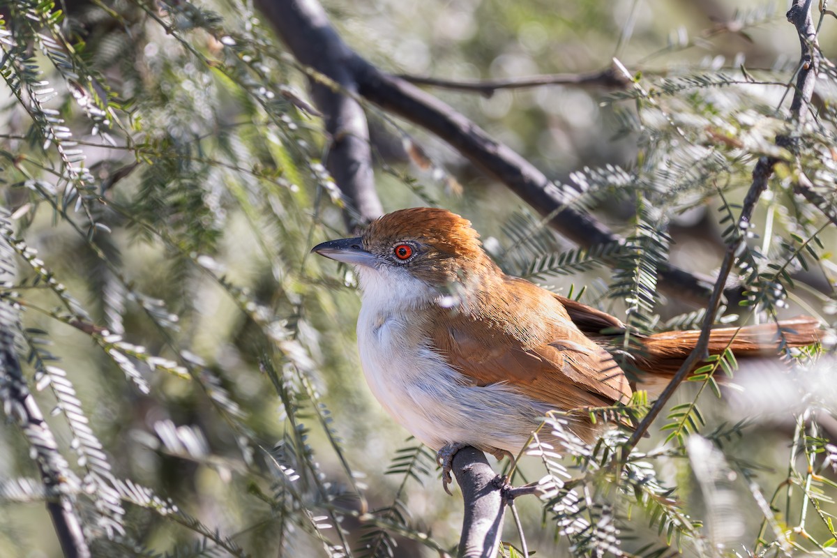 Great Antshrike - ML623343194