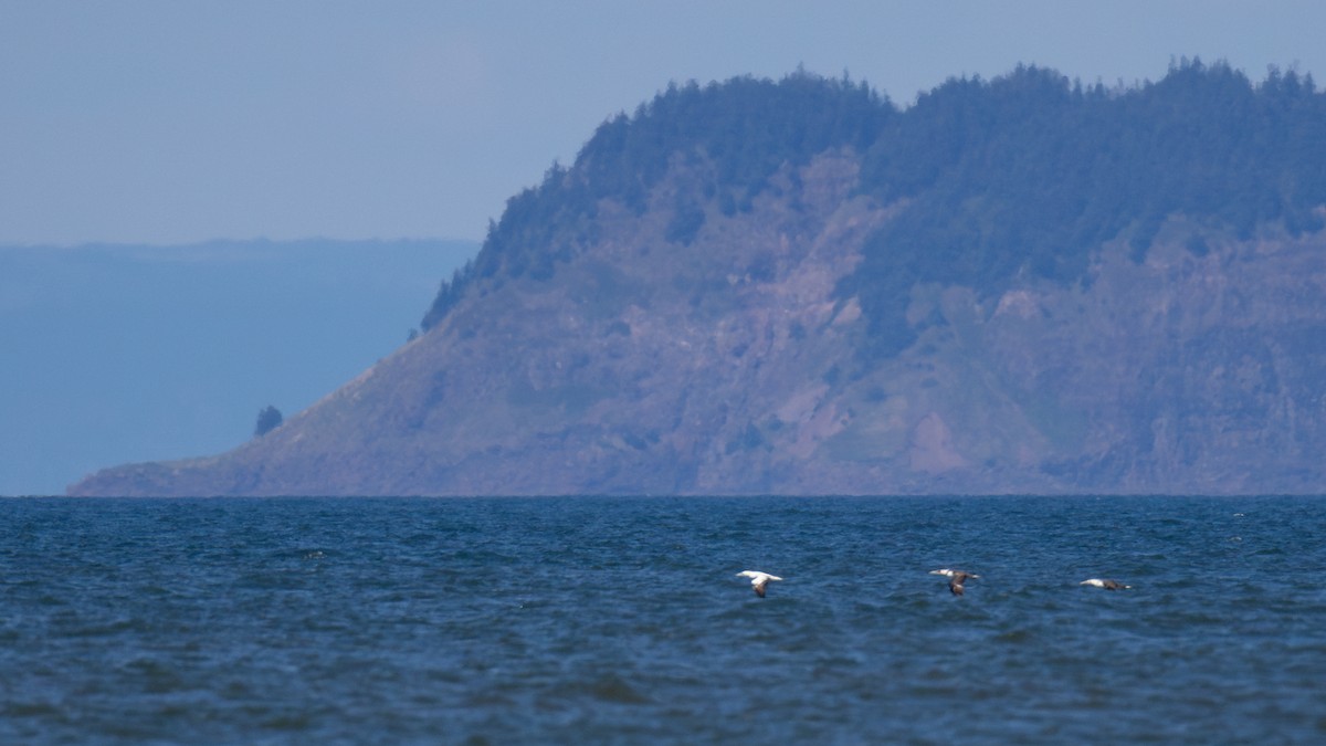 Northern Gannet - ML623343199