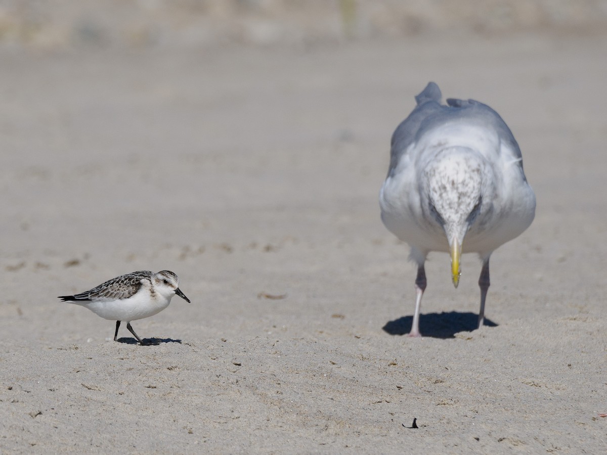 Sanderling - ML623343266