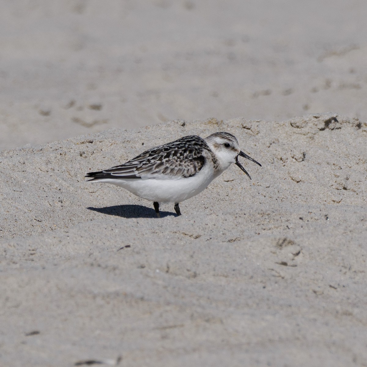 Sanderling - ML623343267