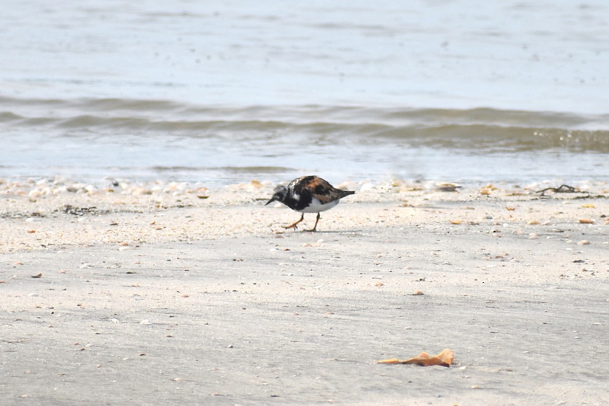 Ruddy Turnstone - ML623343285