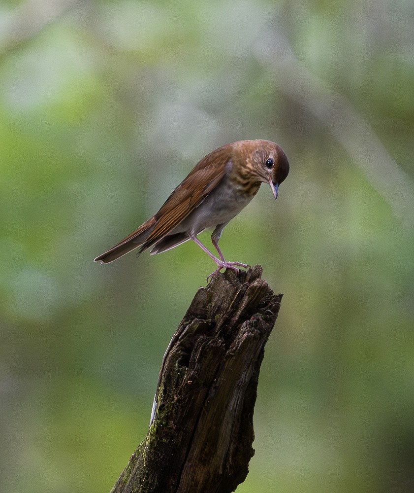 Veery - Jose-Miguel Ponciano