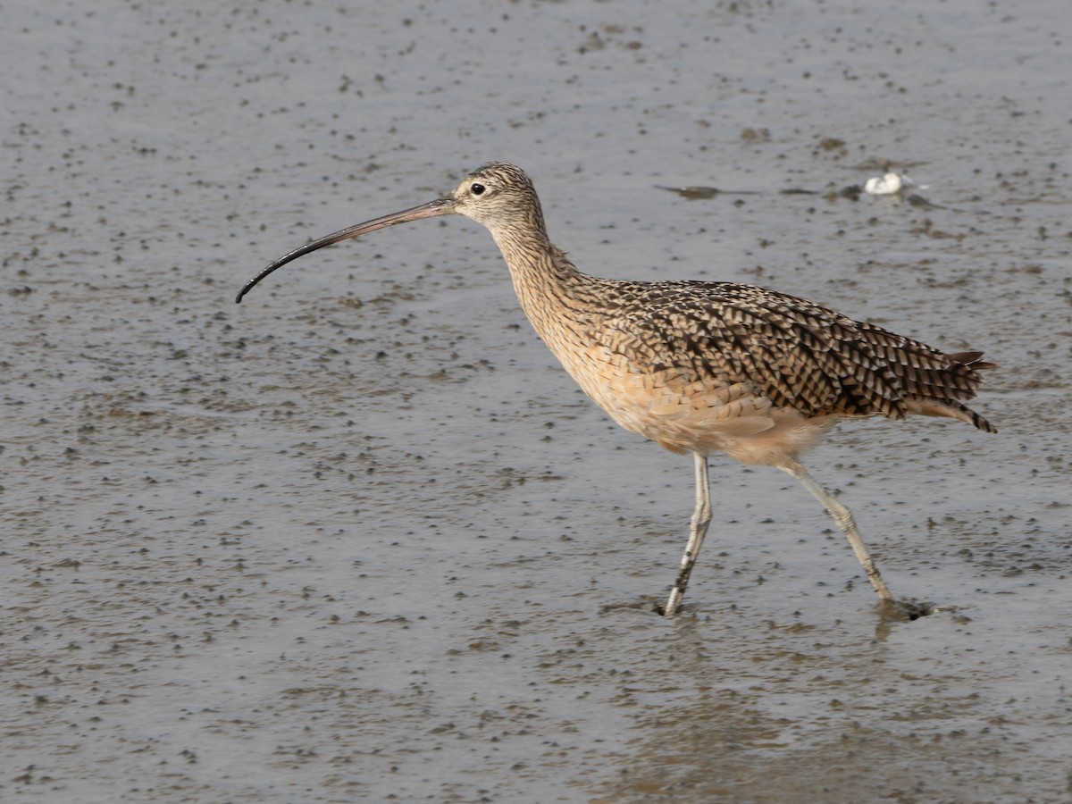 Long-billed Curlew - ML623343330