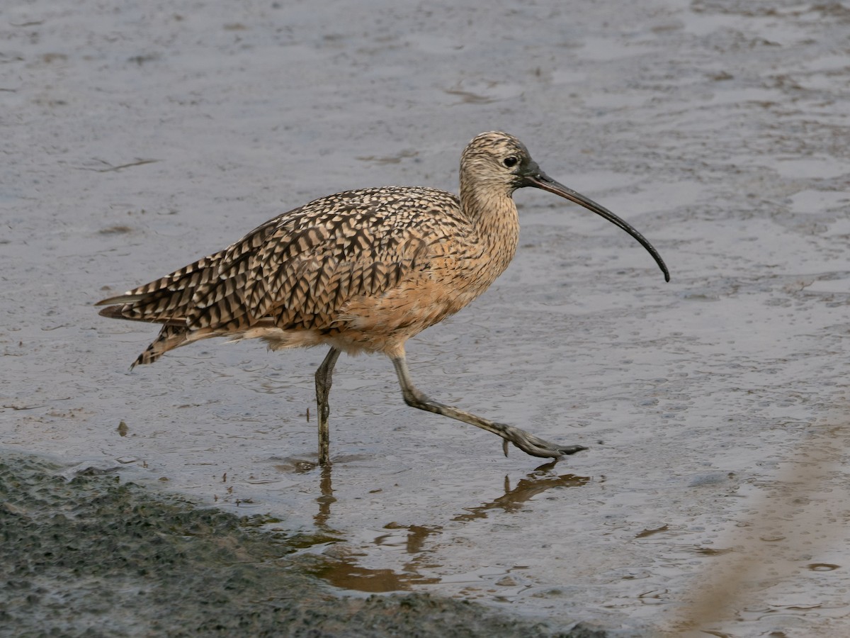 Long-billed Curlew - ML623343331