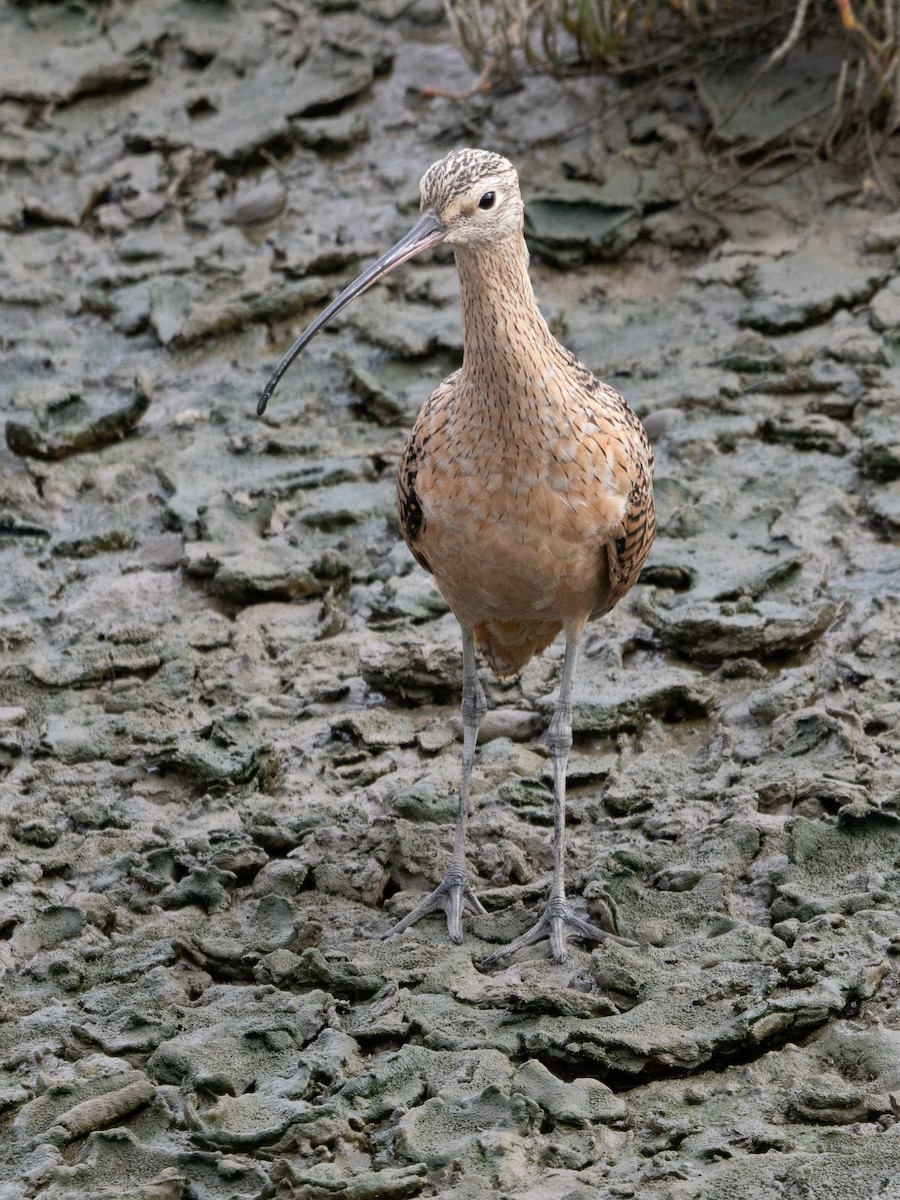 Long-billed Curlew - ML623343332