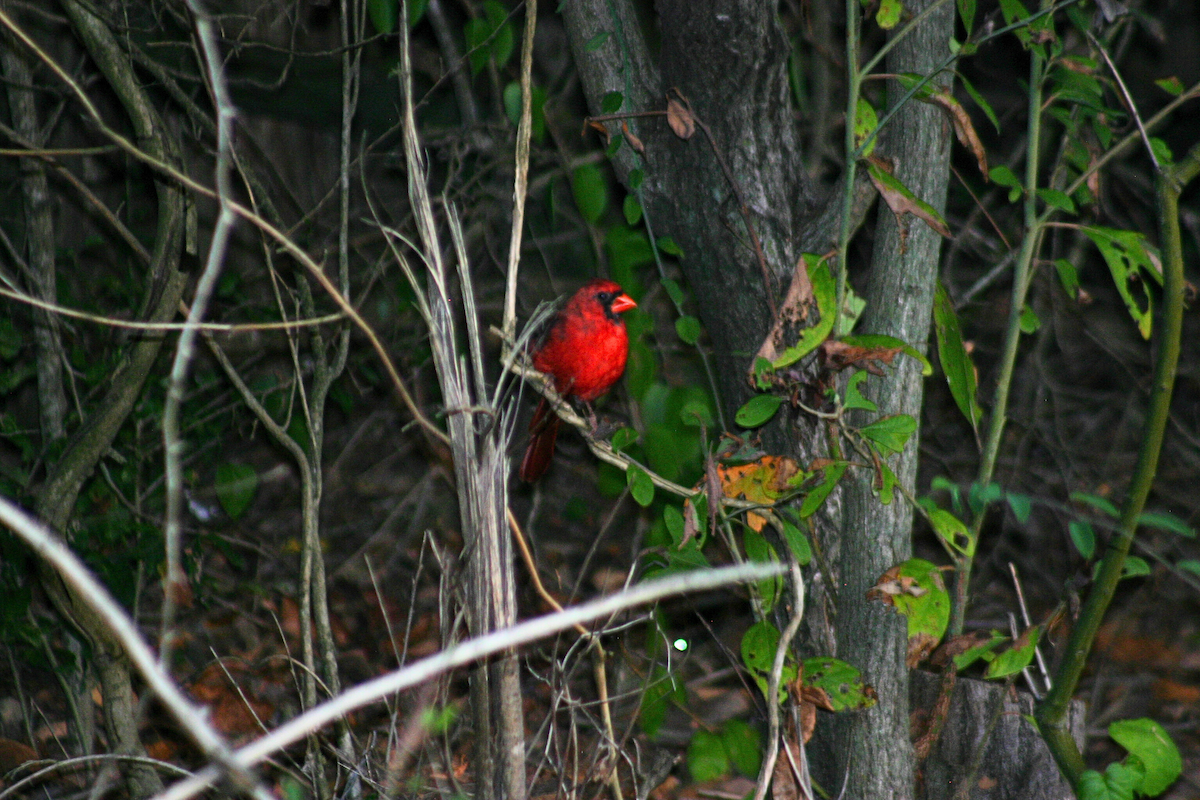 Northern Cardinal - ML623343335