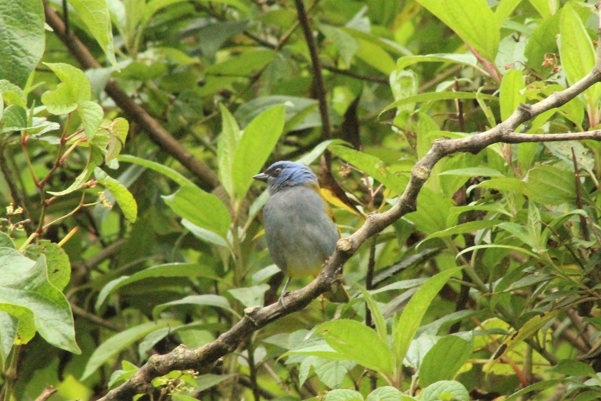 Blue-capped Tanager - ML623343336