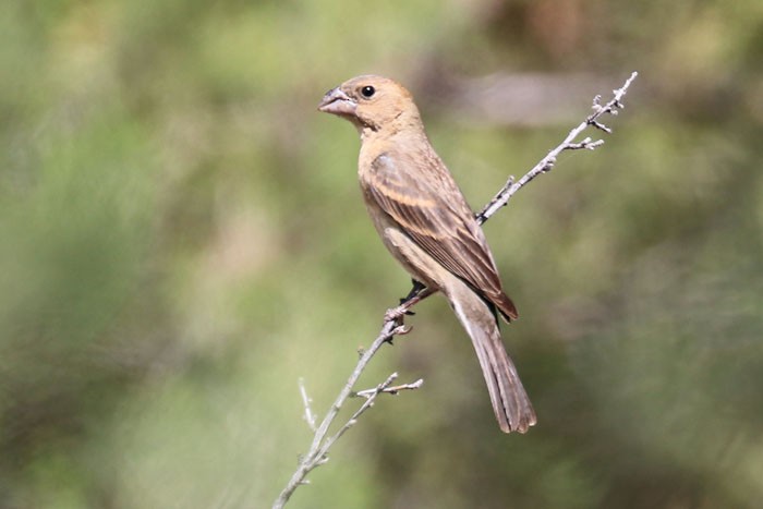 Blue Grosbeak - ML623343340