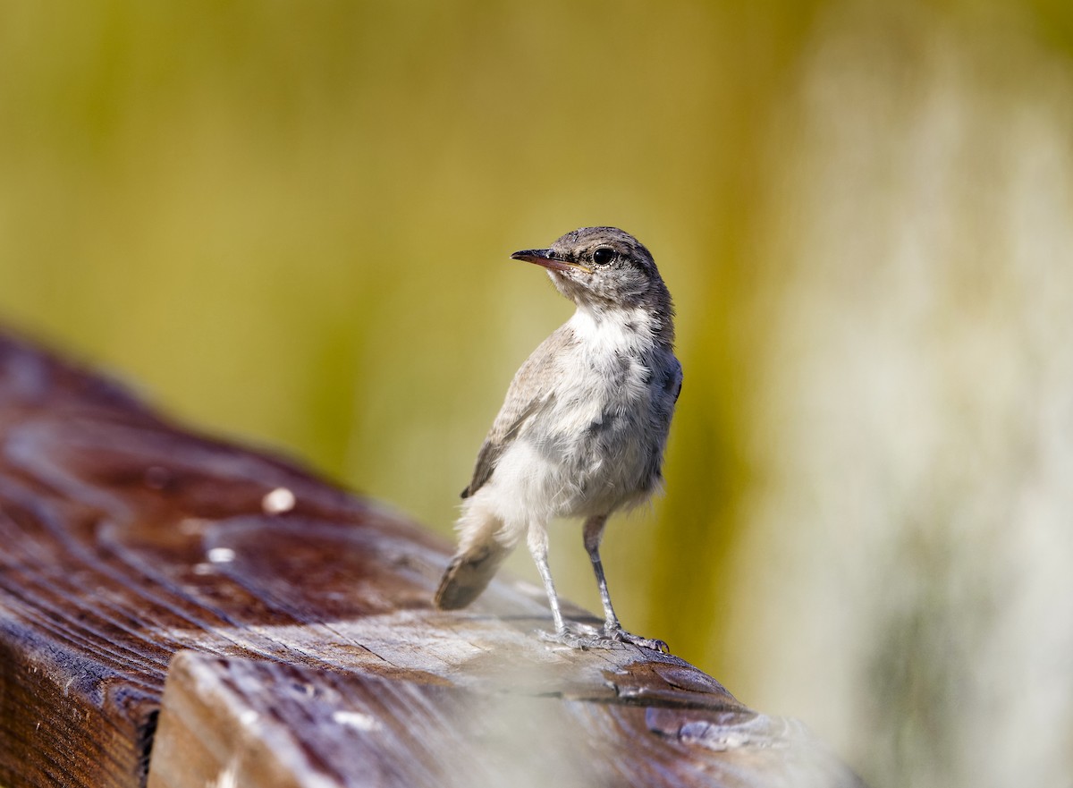 Rock Wren - ML623343376