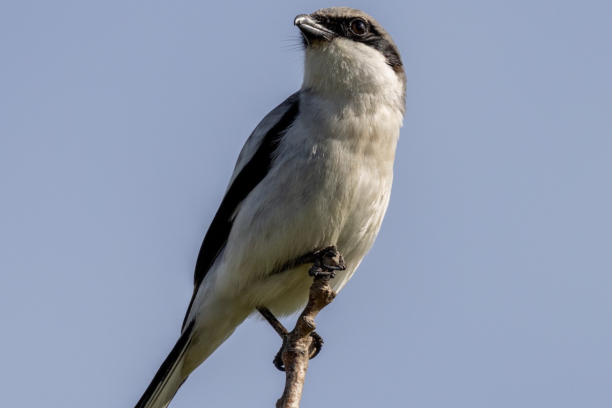 Loggerhead Shrike - Gavin Howe