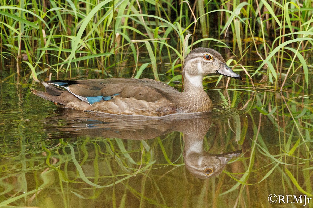 Wood Duck - ML623343412