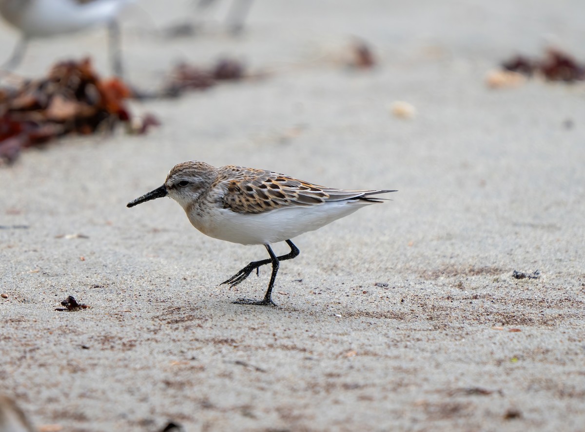 Correlimos de Alaska - ML623343470