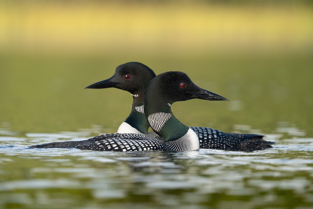 Common Loon - ML623343482