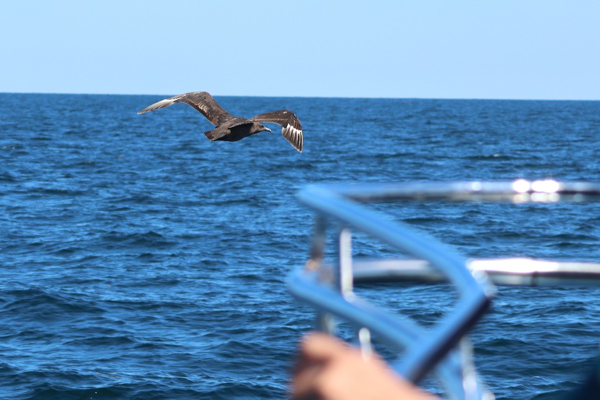 South Polar Skua - ML623343489