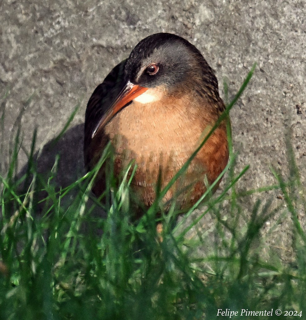 Virginia Rail - ML623343491