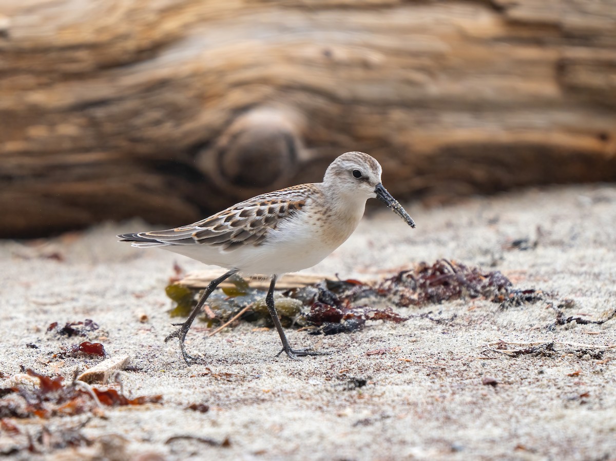 Correlimos Semipalmeado - ML623343500