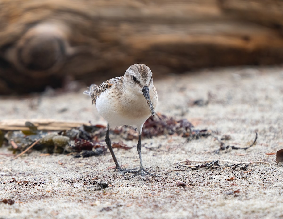 Correlimos Semipalmeado - ML623343503