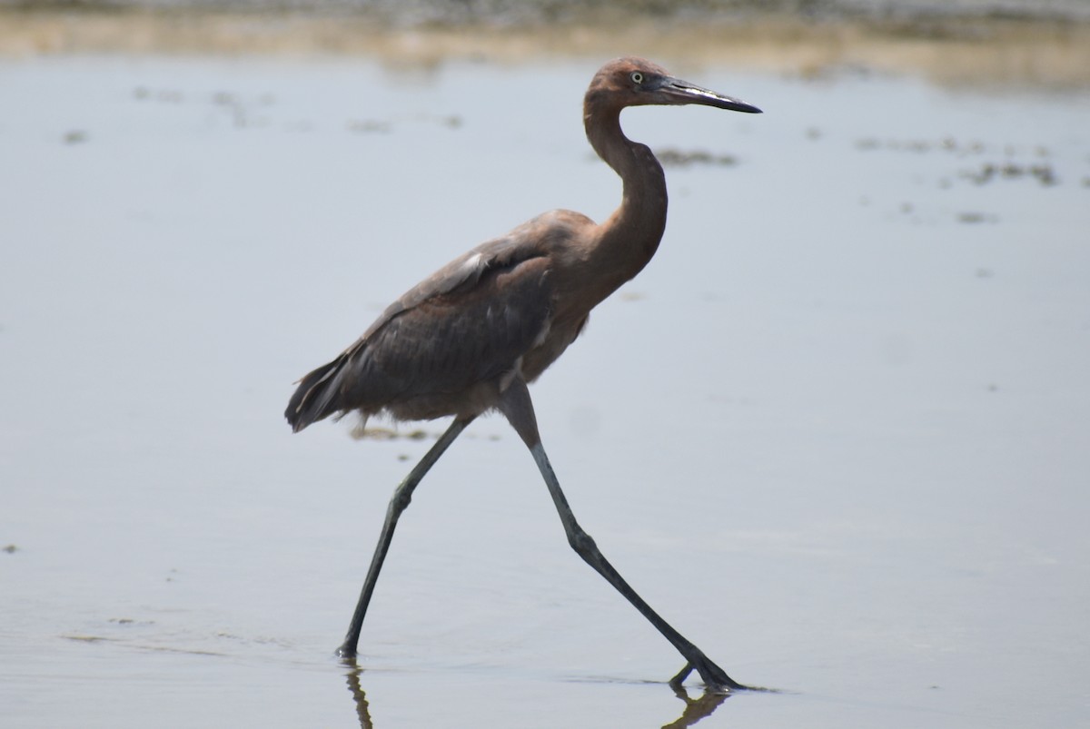 Reddish Egret - ML623343504