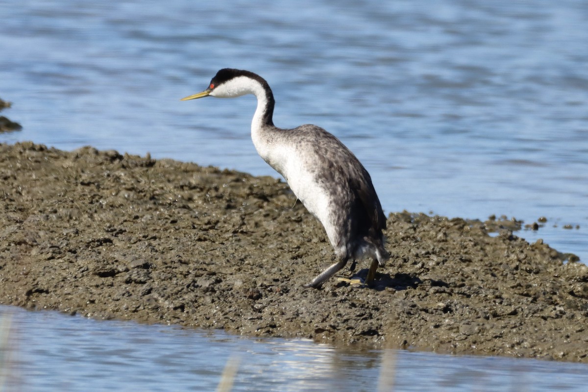 Western Grebe - ML623343507