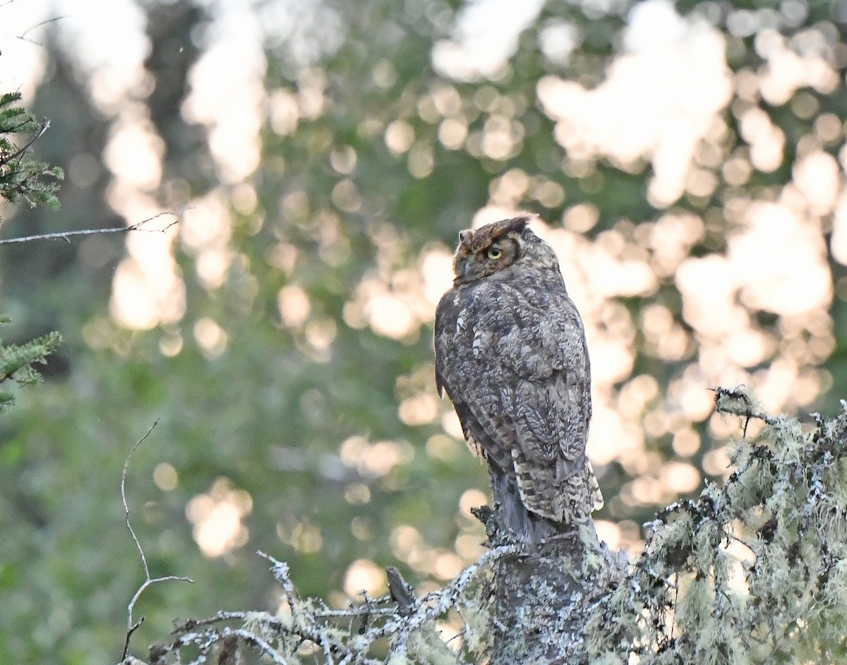 Great Horned Owl - ML623343511