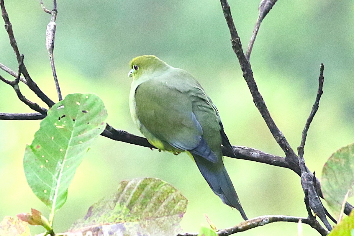 Sumatran Green-Pigeon - ML623343512