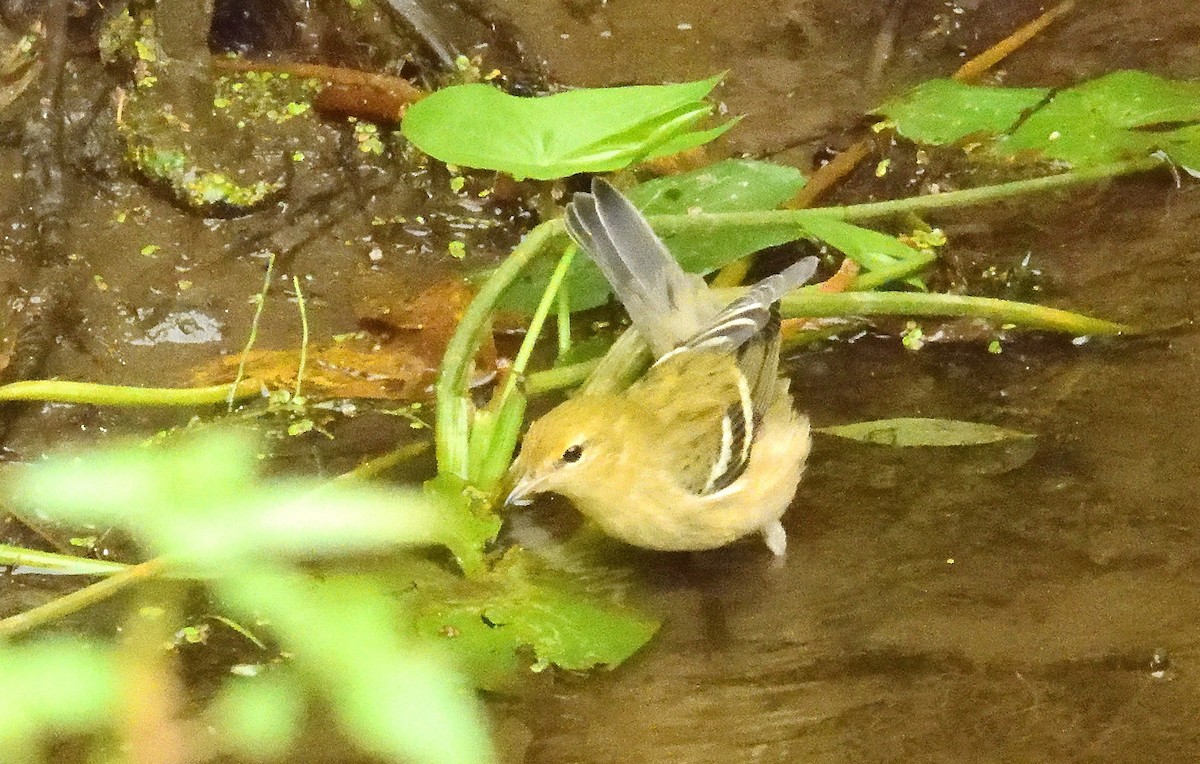 Bay-breasted Warbler - ML623343518