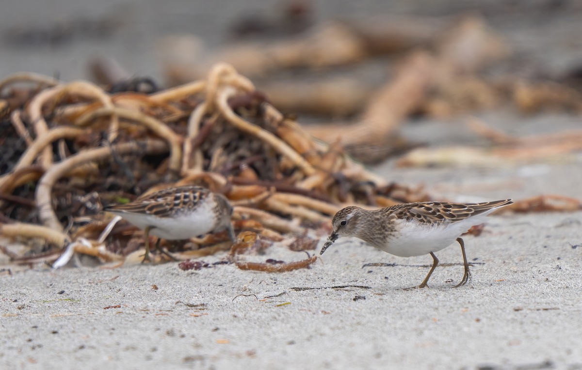 Correlimos Menudillo - ML623343521