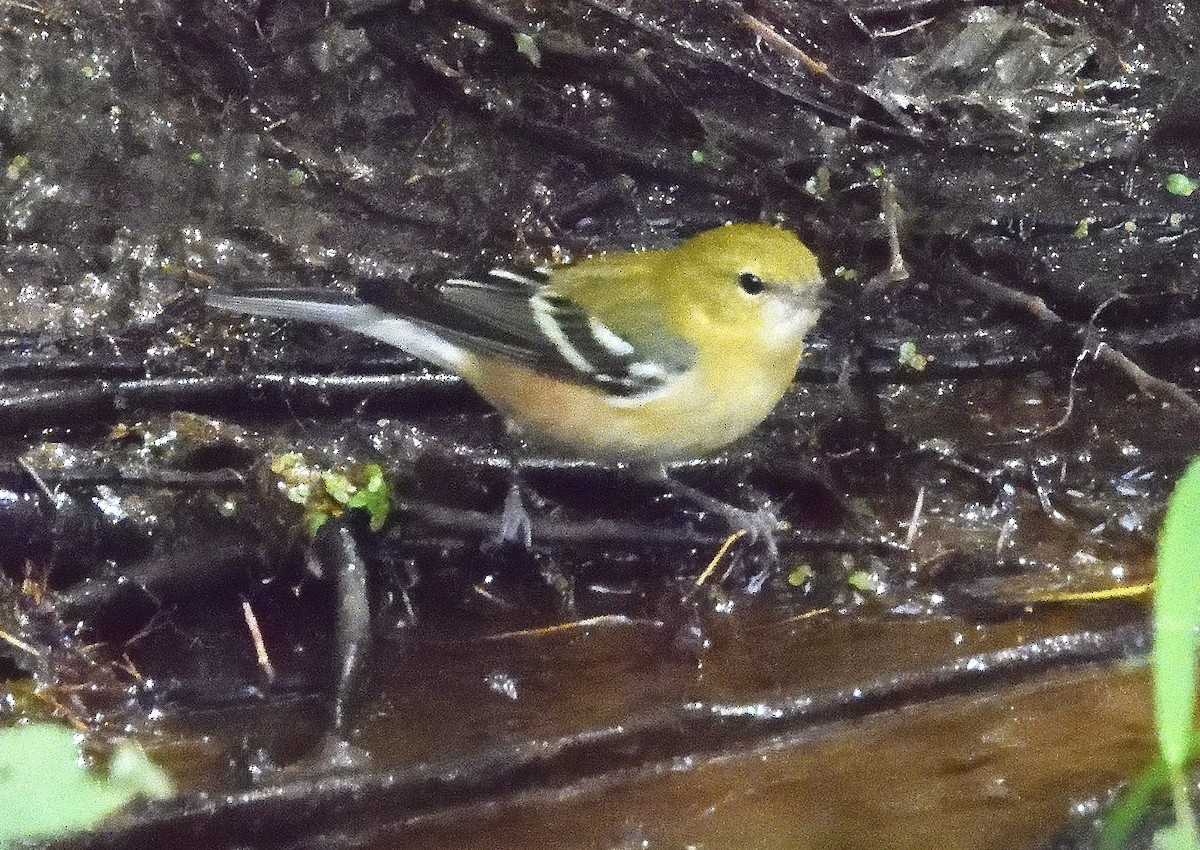 Bay-breasted Warbler - ML623343523