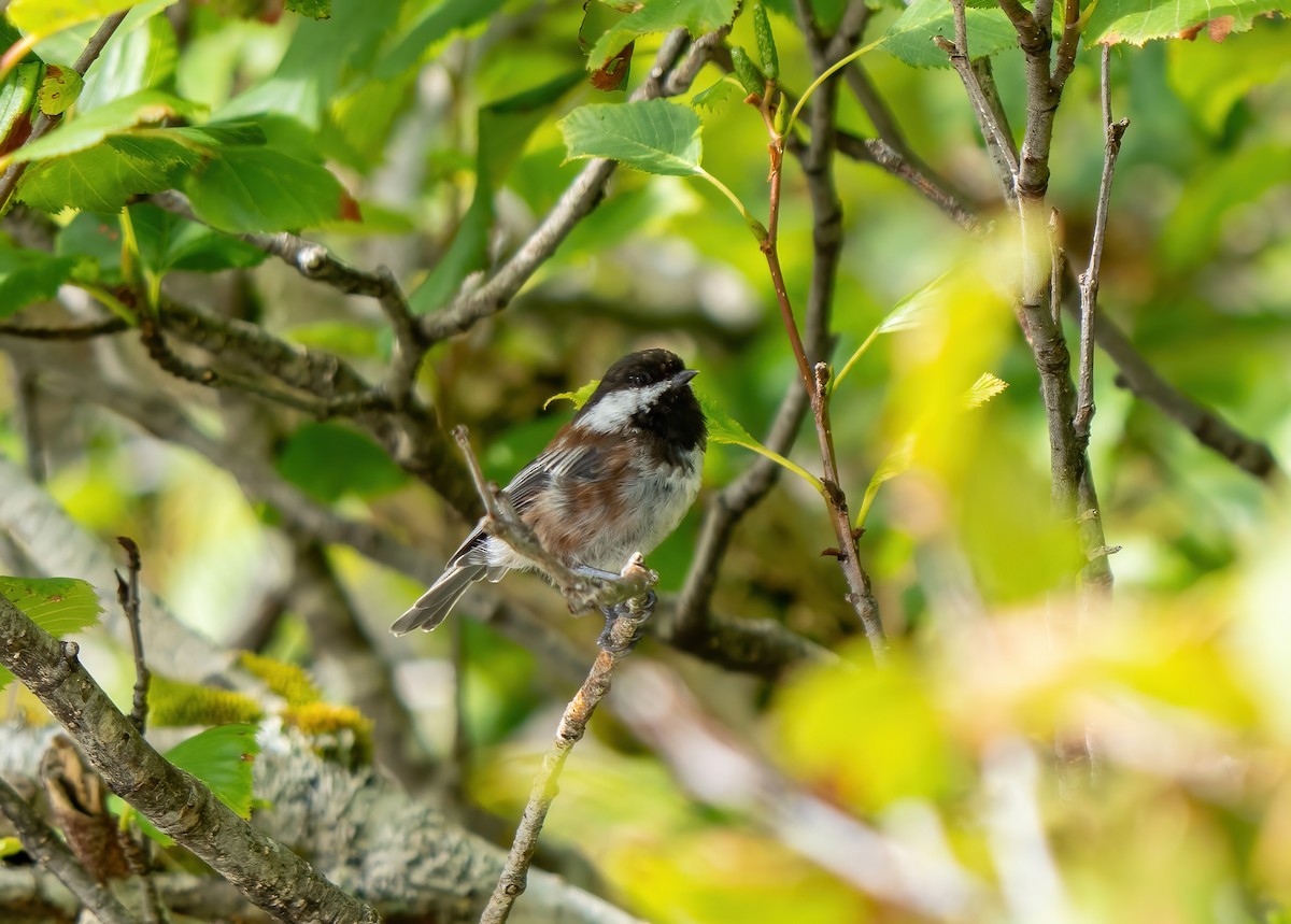 Carbonero Dorsicastaño - ML623343526