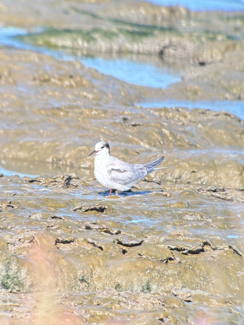 Common Tern - Richard Jeffers