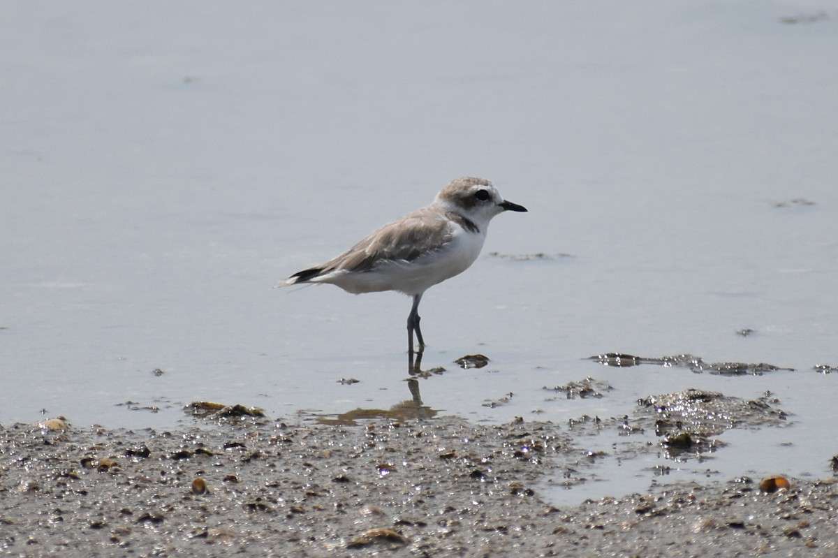 Snowy Plover - ML623343534