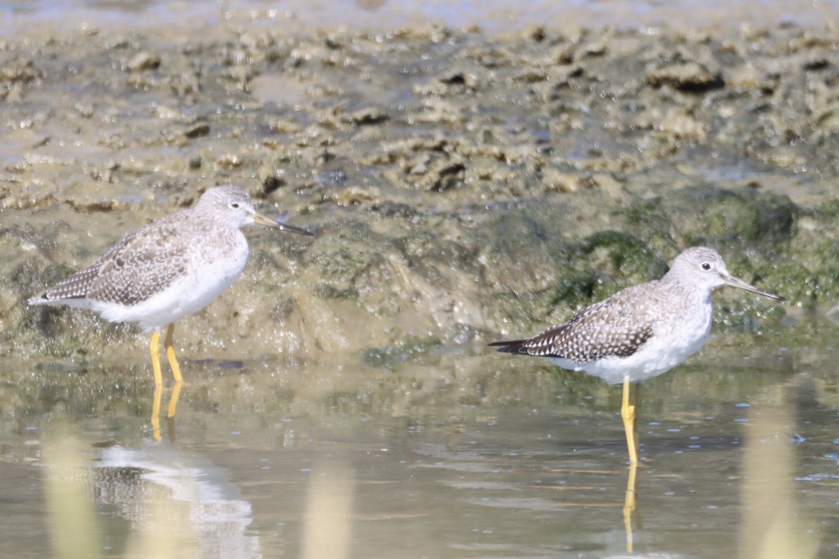 Greater Yellowlegs - ML623343536