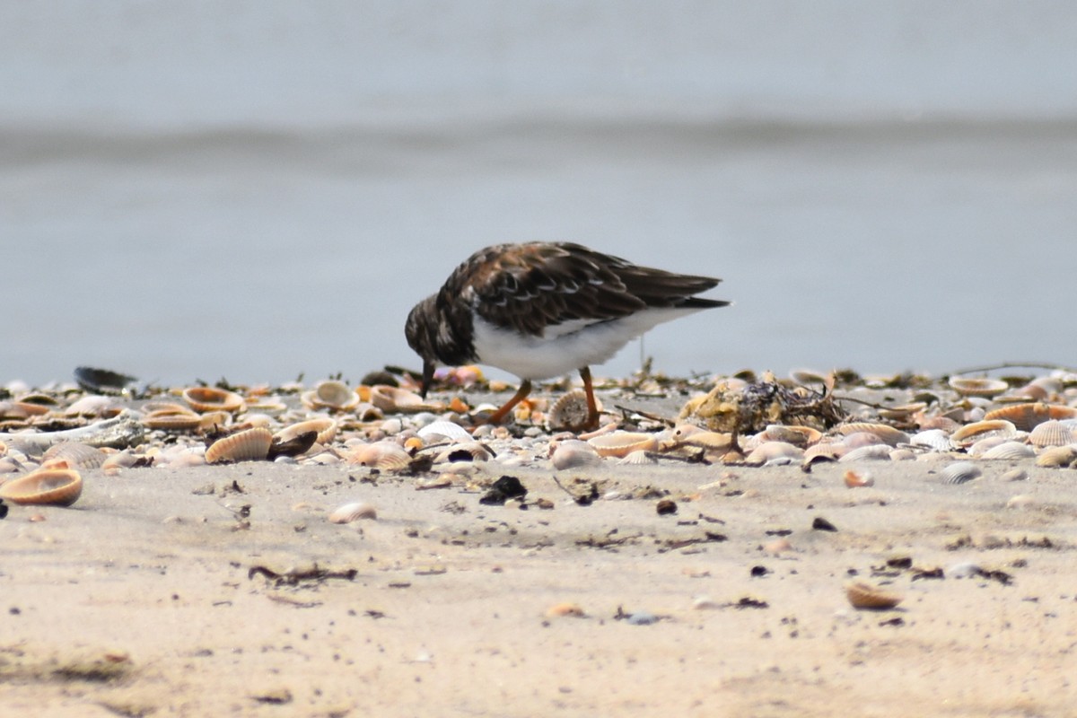 Ruddy Turnstone - ML623343571